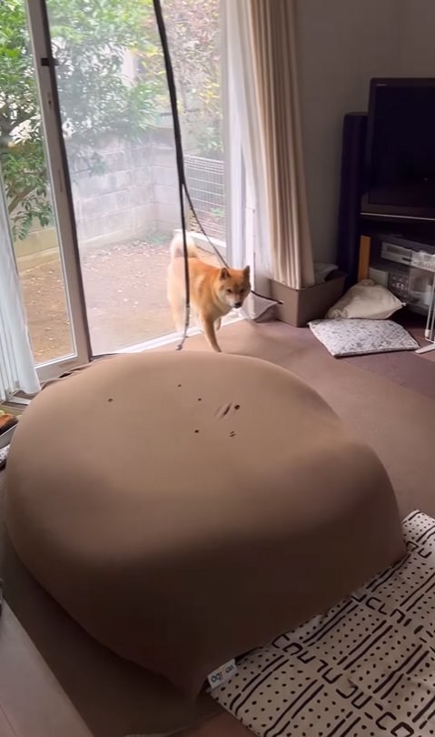 音に反応して家へ入ってくる柴犬