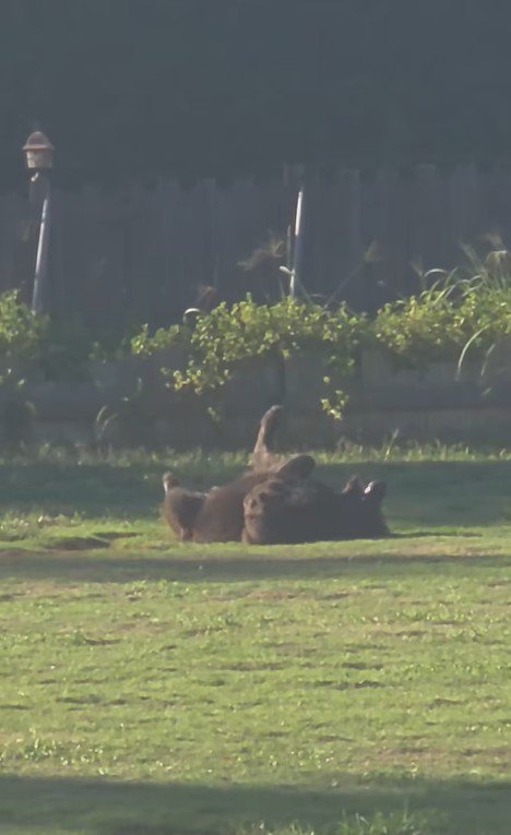 ドッグランでひとり遊びをするノアくん4