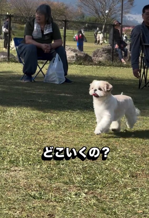 飼い主さんを見つけられないピコちゃん