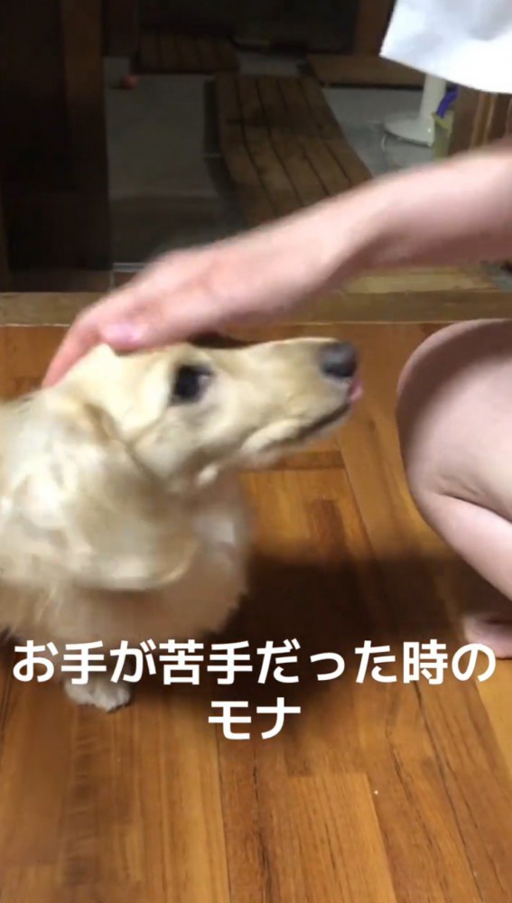 飼い主に頭を撫でられて舌を出す犬
