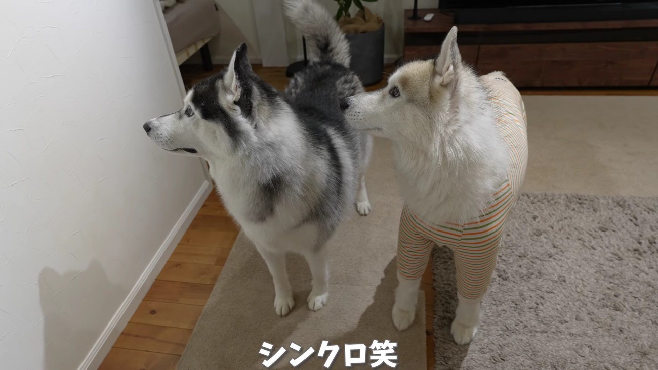 「誰か来たよ？」