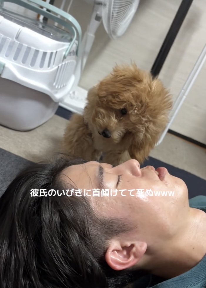 寝ている男性を至近距離で首を傾げてみつめるトイプー