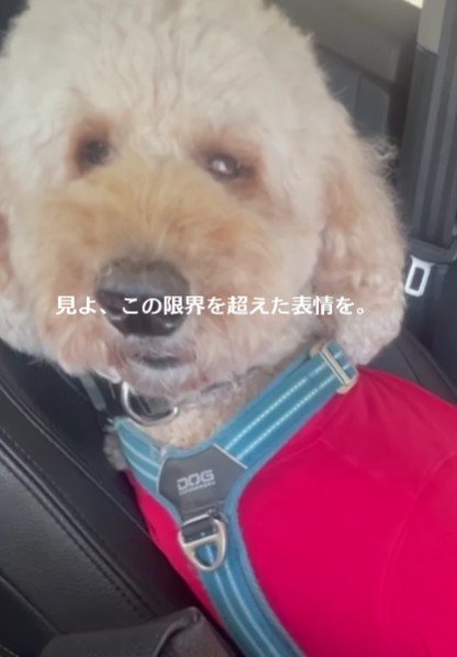 「運転のサポートしないと…！！」