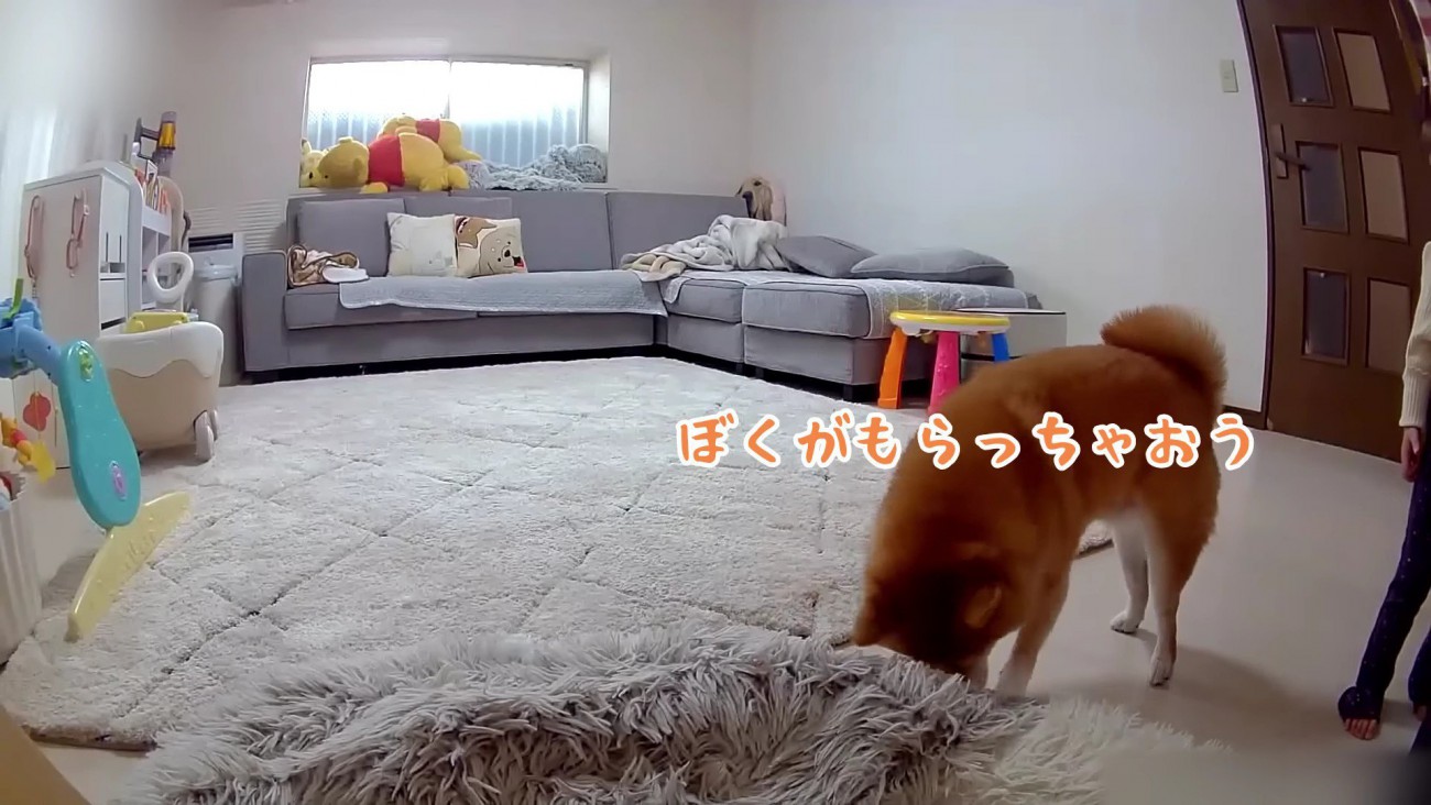 おもちゃで遊ぶうにくん