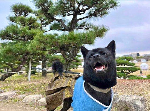 母作の衣装を着る信玄くん5