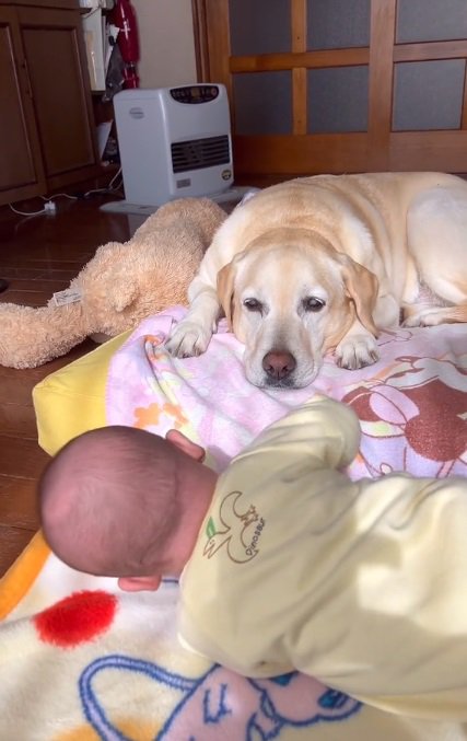 赤ちゃんを見つめるベルちゃん