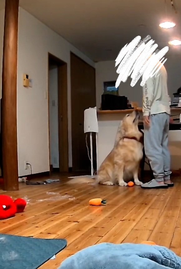 パパの様子を確認するこむぎ君