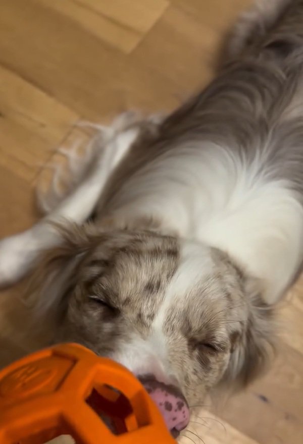 眠ったラルくん1
