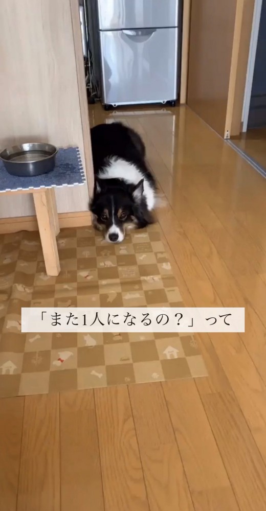顎を床に置いて飼い主さんを見る犬