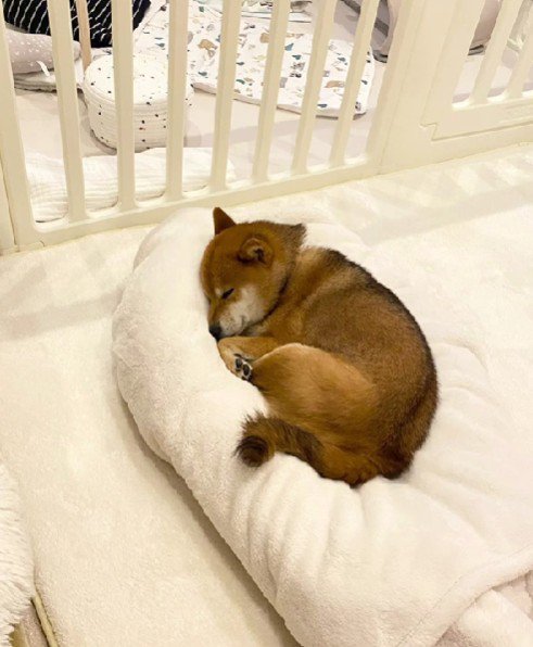 お布団大好きなみそちゃんでした