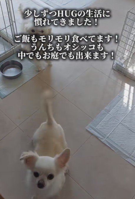 新しい暮らしに馴染んできた