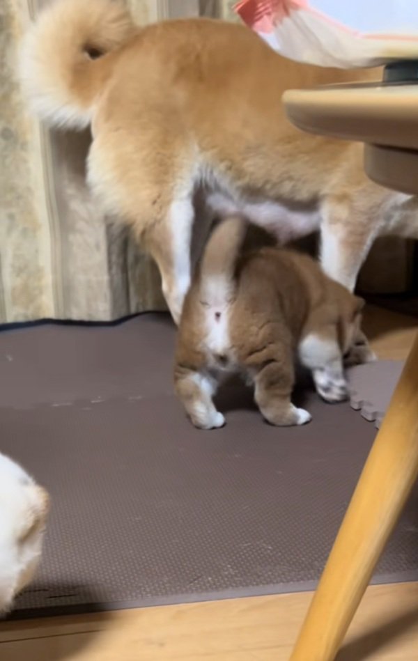 母犬に近づく子犬