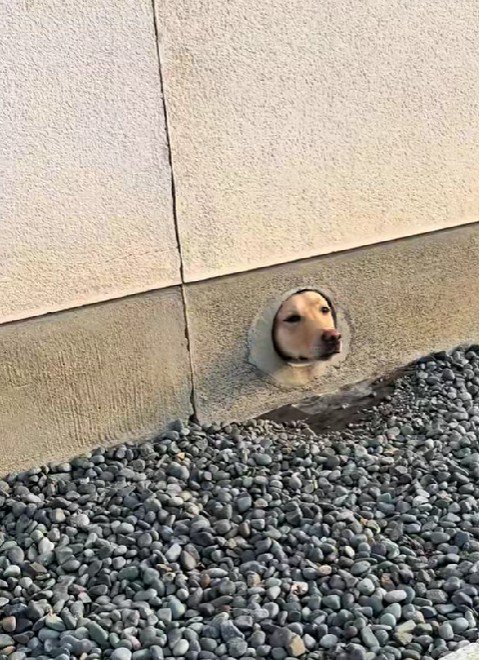 こむぎちゃんが登場！！