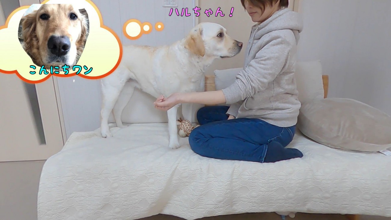 きなこちゃんとママさんの再会7