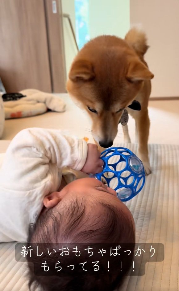 おもちゃを見るまるくん