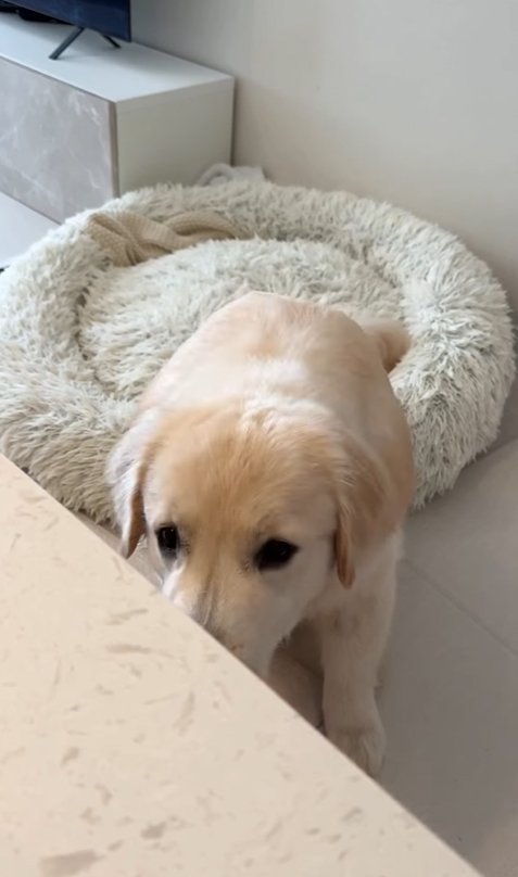 頭を下げる大型犬