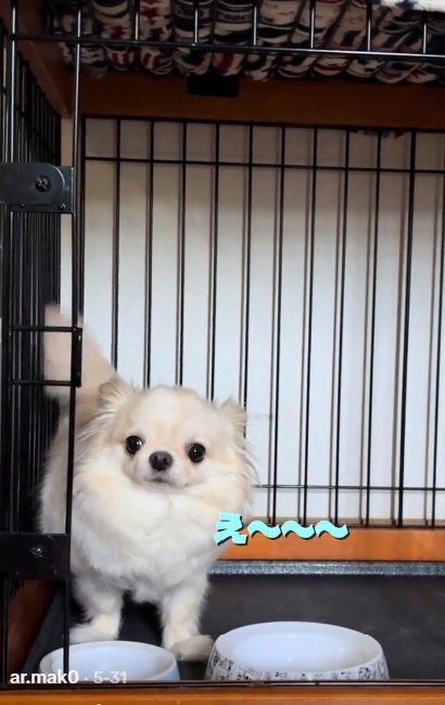 不満そうなわんこ