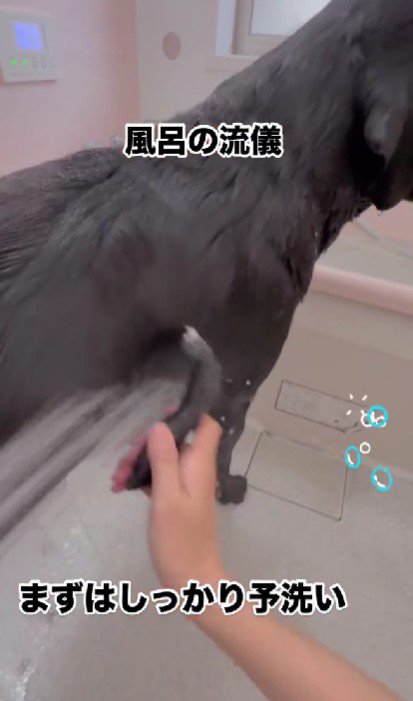 普段はしっかり洗うよ♪