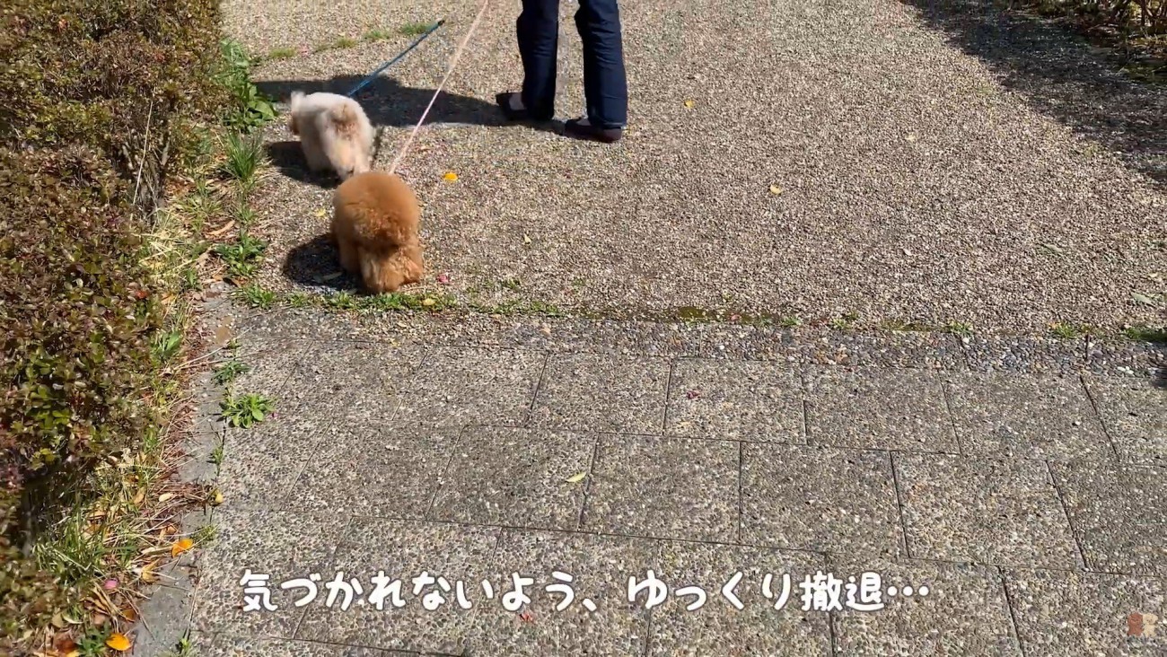 パパさんはこっそり離れて…