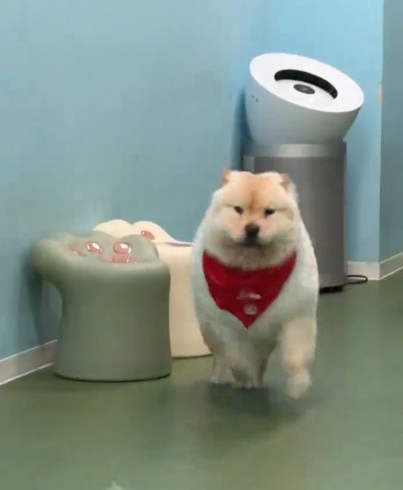 おやつを貰って駆け出すチャウチャウ