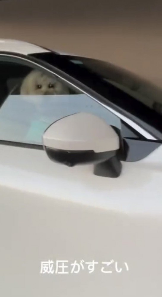 窓越しに見つめる犬