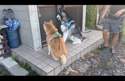 玄関前で座る2匹