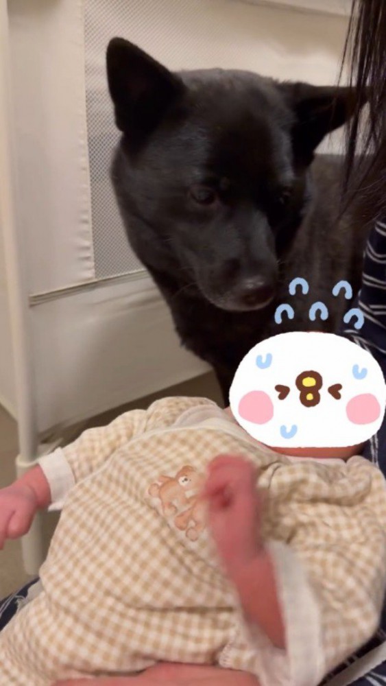 飼い主が抱っこしている赤ちゃんを見つめる犬
