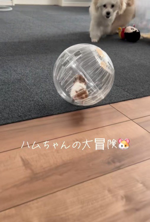 冒険中のハムスターとワンコたち5
