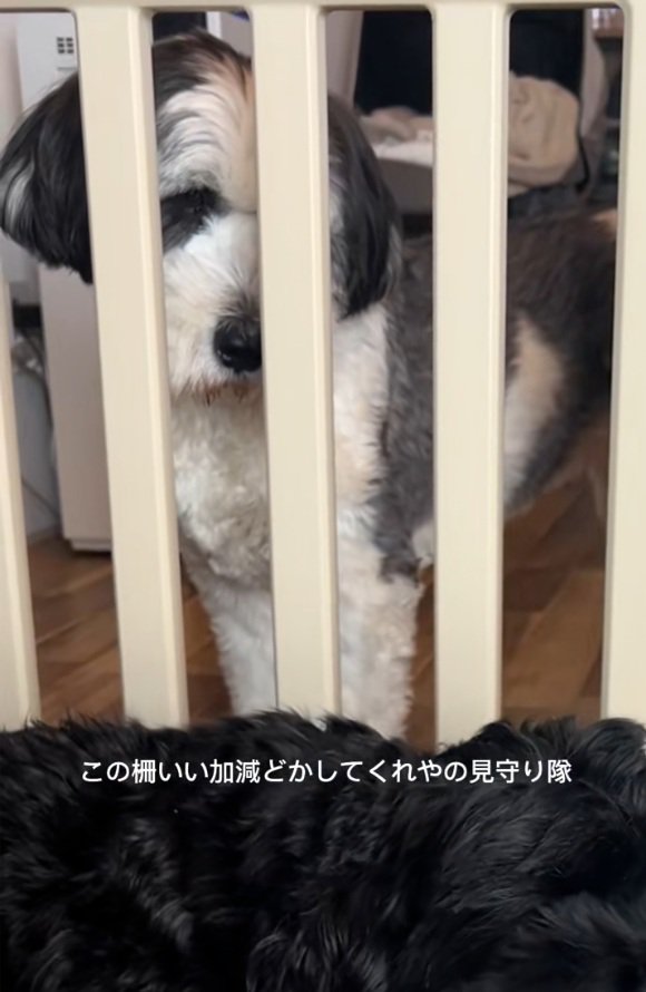 柵をどかしてほしいわんこ