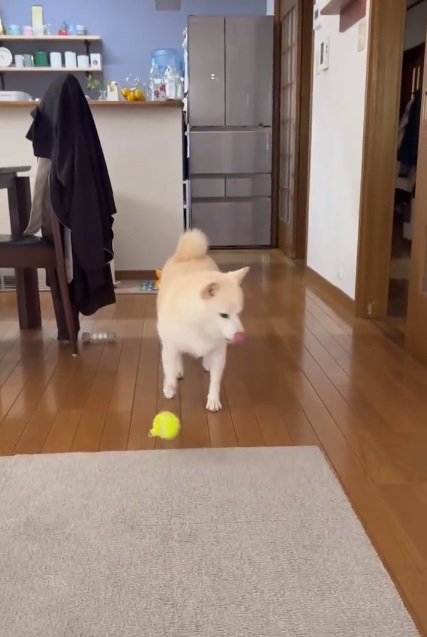 手前でボールを落とす銀くん