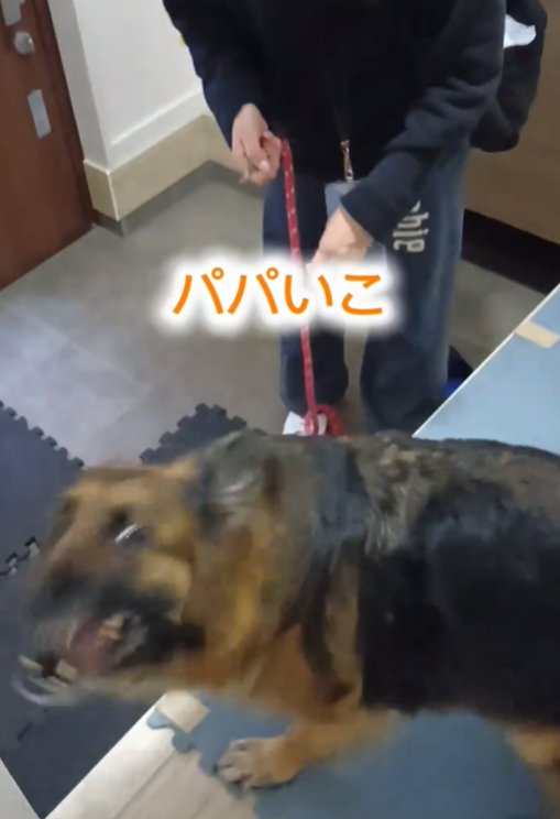上を見る犬1