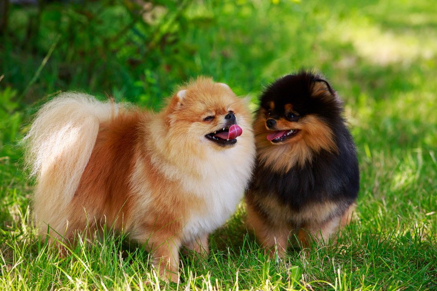 2匹目の犬は飼うべき？見極める判断材料5つ | わんちゃんホンポ