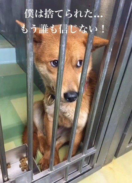 怯えた目で硬直する茶色い犬