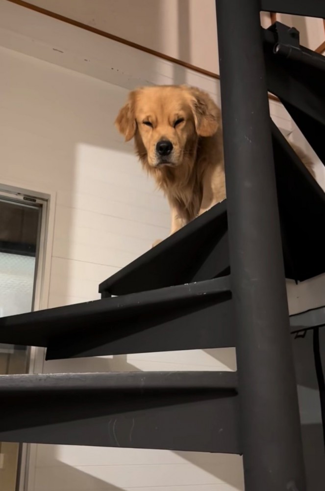 寝起きのゴールデンレトリバー