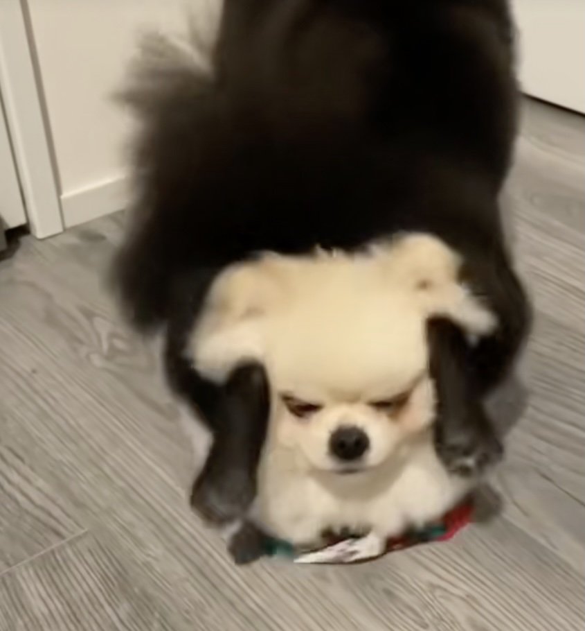 お顔がぎゅむ！