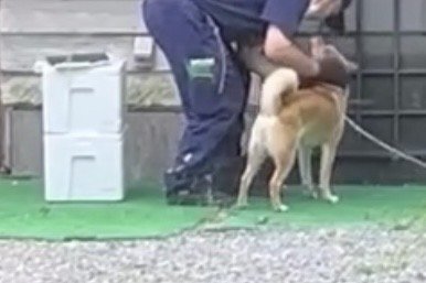 頭を撫でられて嬉しそうな犬