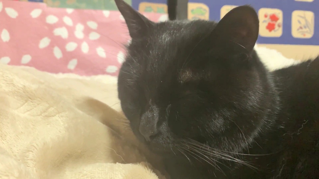 天ちゃんは熟睡中