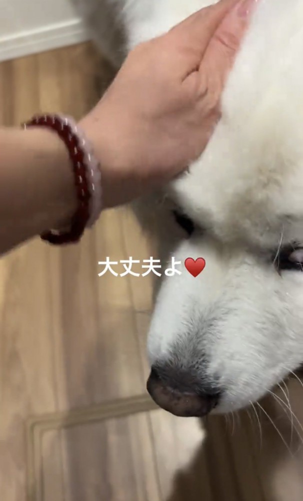 なでられる犬