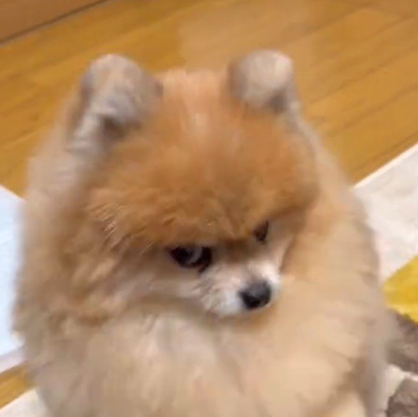 横目で男性の顔を見る犬