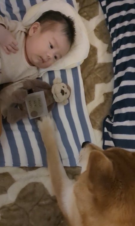 赤ちゃんのおもちゃに手を出す柴犬