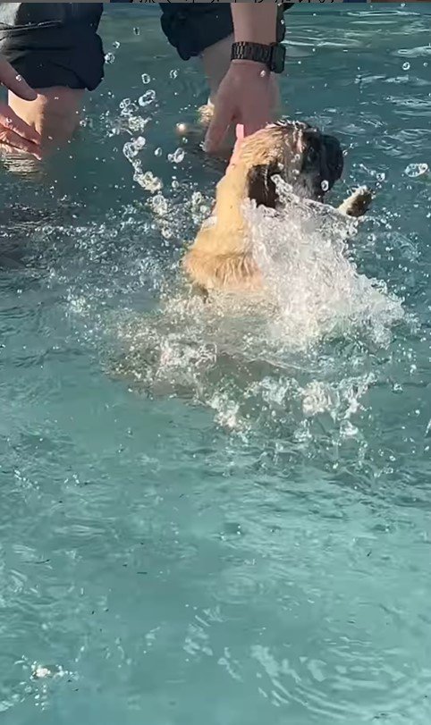 プールに来たぽんずちゃん5