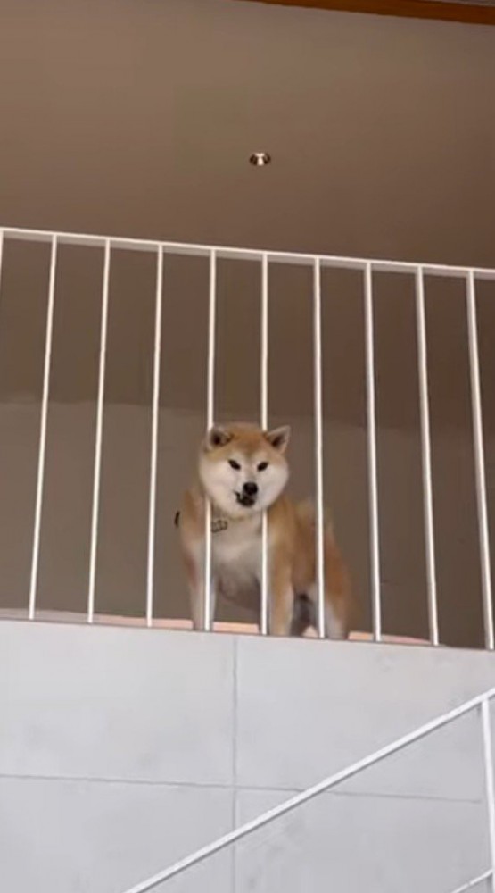 2階の柵の間に頭を入れて、1階を眺める犬