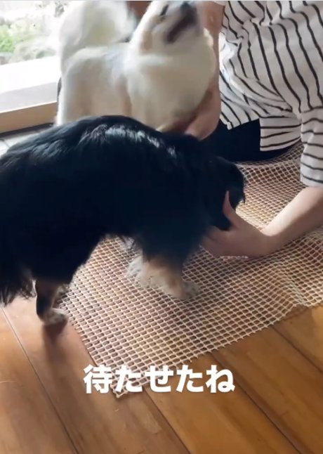 白い犬と黒い犬
