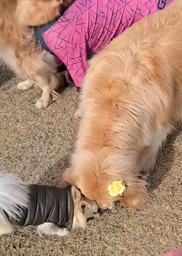 はっさくくんにとられたにこちゃん