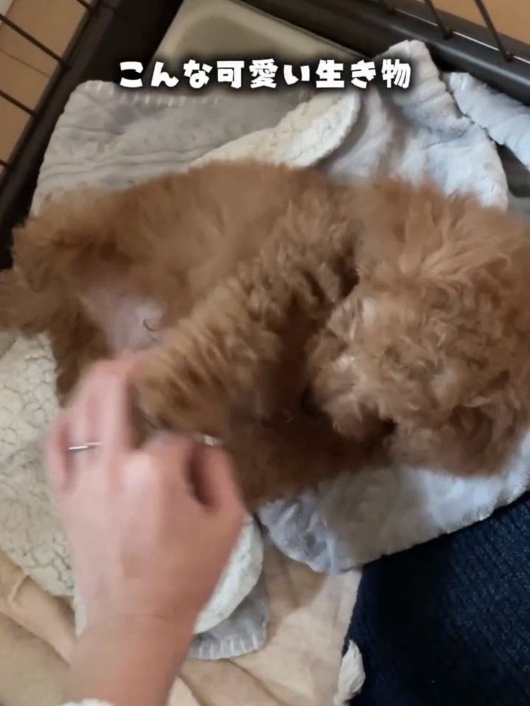 お腹を見せて甘える子犬
