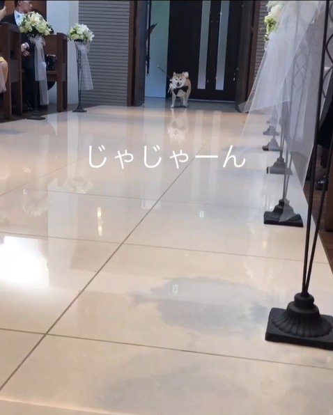 リングドッグに挑戦する豆助座衛門くん