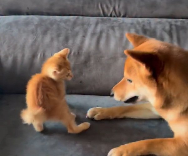 ちゃまるちゃんとわさび君