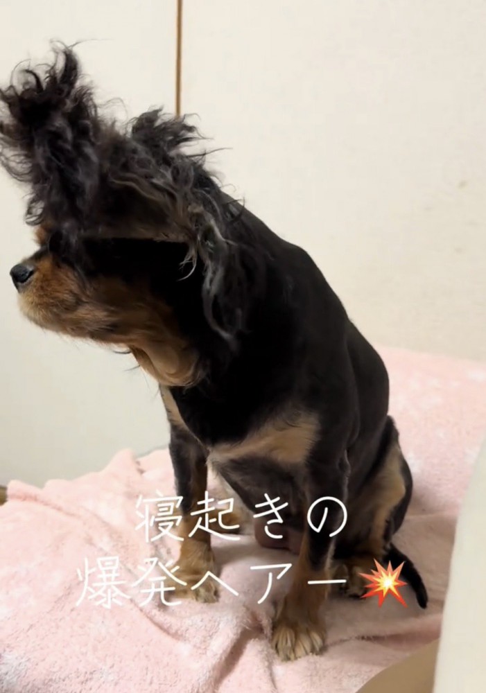 横を向いている犬の毛が逆立っている様子