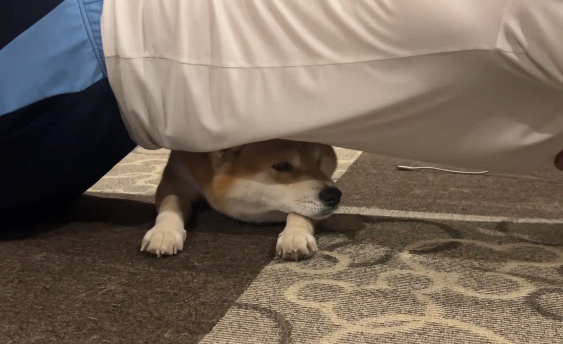 筋トレ中のお兄ちゃんとこじろー君7