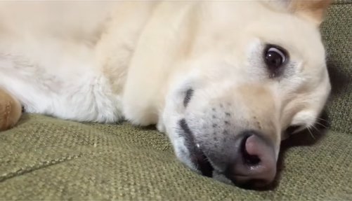 驚く保護犬